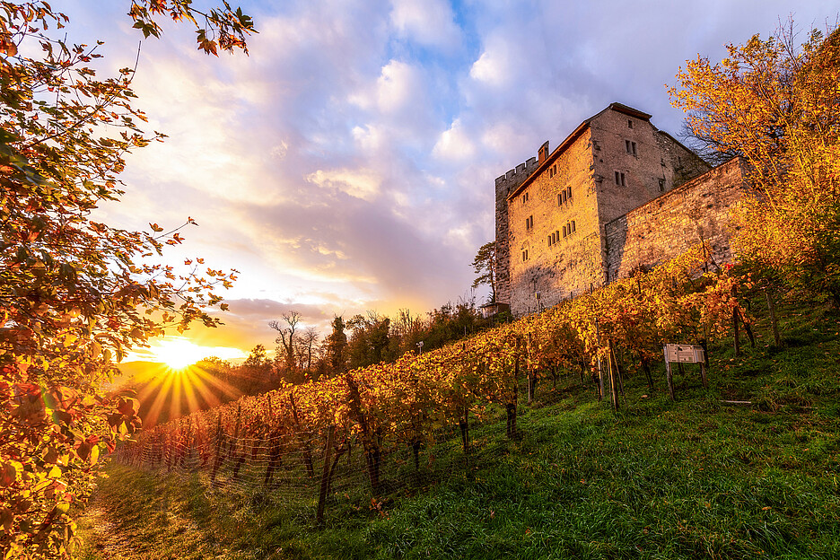 Aujourd’hui, un vignoble entoure le château de Habsbourg et lui confère une atmosphère idyllique.
