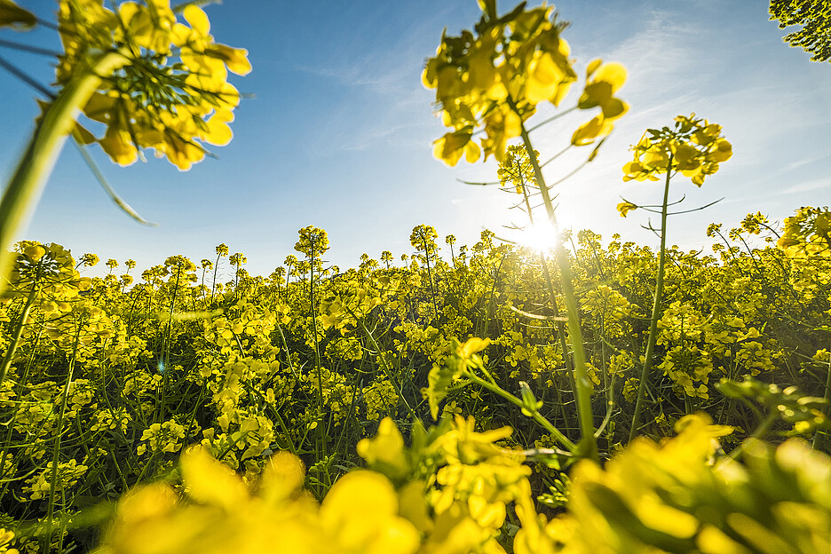 Ils retrouveront bientôt cette couleur d’or et de soleil – les champs suisses de colza en fleurs.